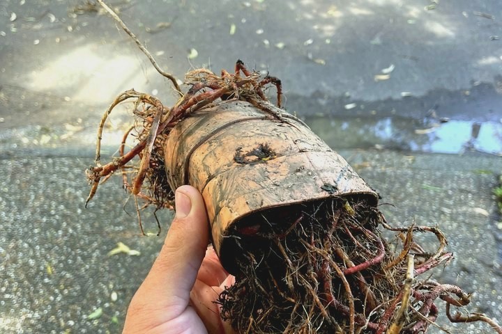 Tree roots pulled out of a blocked drain pipe