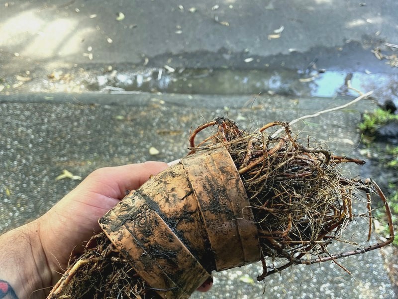 Tree roots pulled out of a blocked sewer pipe